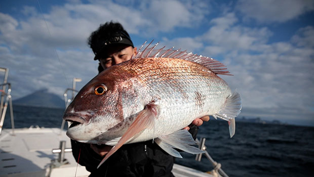 #629 ノッコミマダイの良型を狙え！鹿児島県錦江湾の鯛ラバ