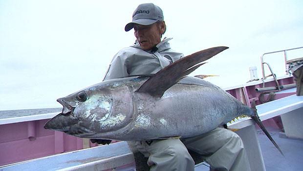 #617 相模湾のモンスター・大型キハダマグロ　オキアミコマセで50kgクラスと激闘！