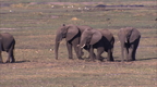 アフリカゾウ
