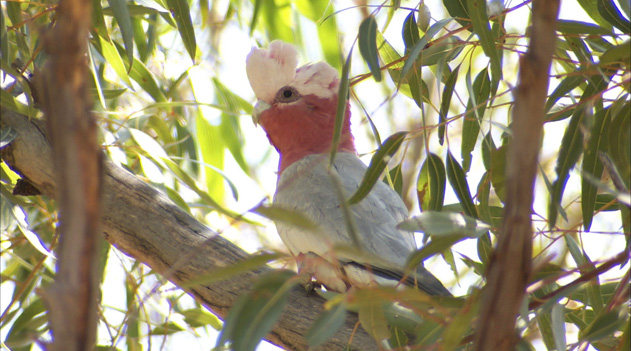 川沿いに住む鳥たち