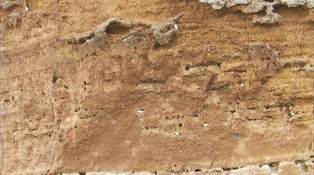 断崖を住処にする鳥たち