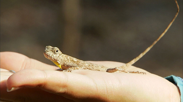 コモド島に生息するトビトカゲ