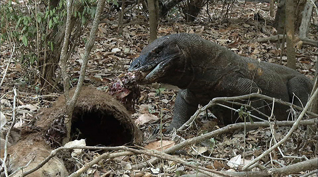 獲物を食べるコモドドラゴン