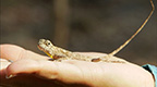 コモド島に生息するトビトカゲ