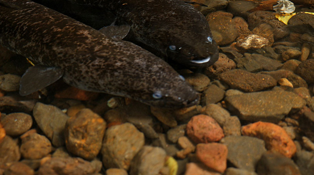 フアヒネ島に生息する青い目をした大ウナギ。島の神聖な生き物だが笑った顔に見える。