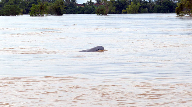 メコン川の一部にしか生息が確認されていない貴重なイラワジイルカ