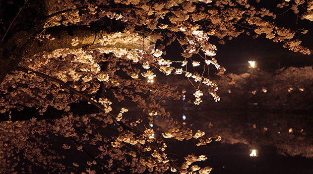 幻想的な弘前公園の夜桜