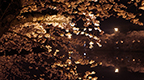 幻想的な弘前公園の夜桜