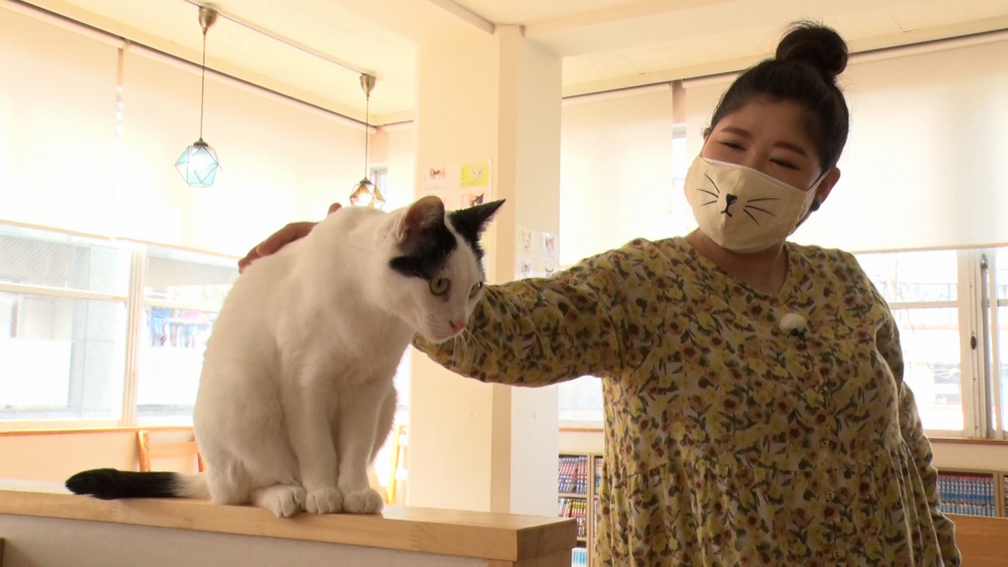 Bs Tbs ねこ自慢 Bs Tbs ねこ自慢