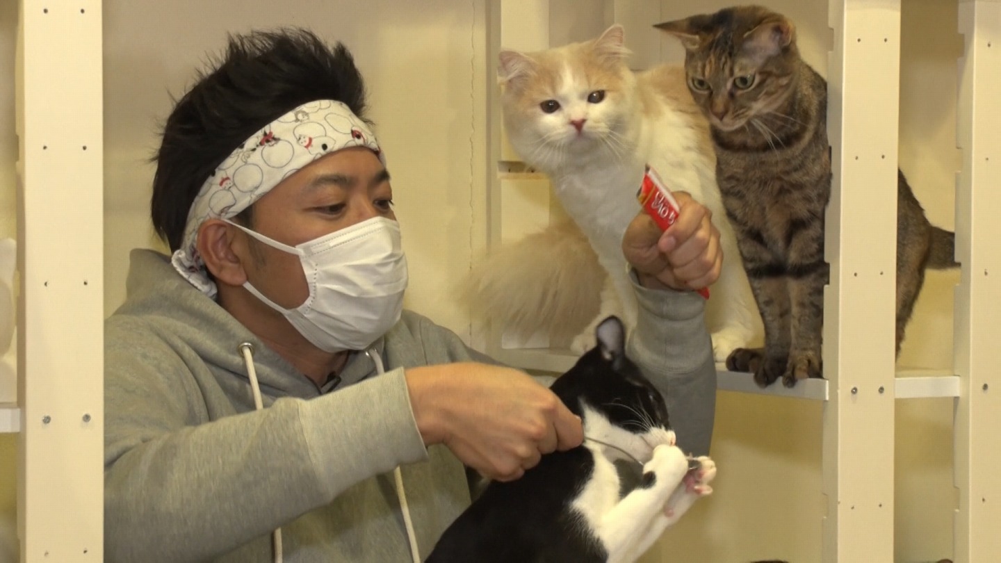 BS-TBS｜ねこ自慢