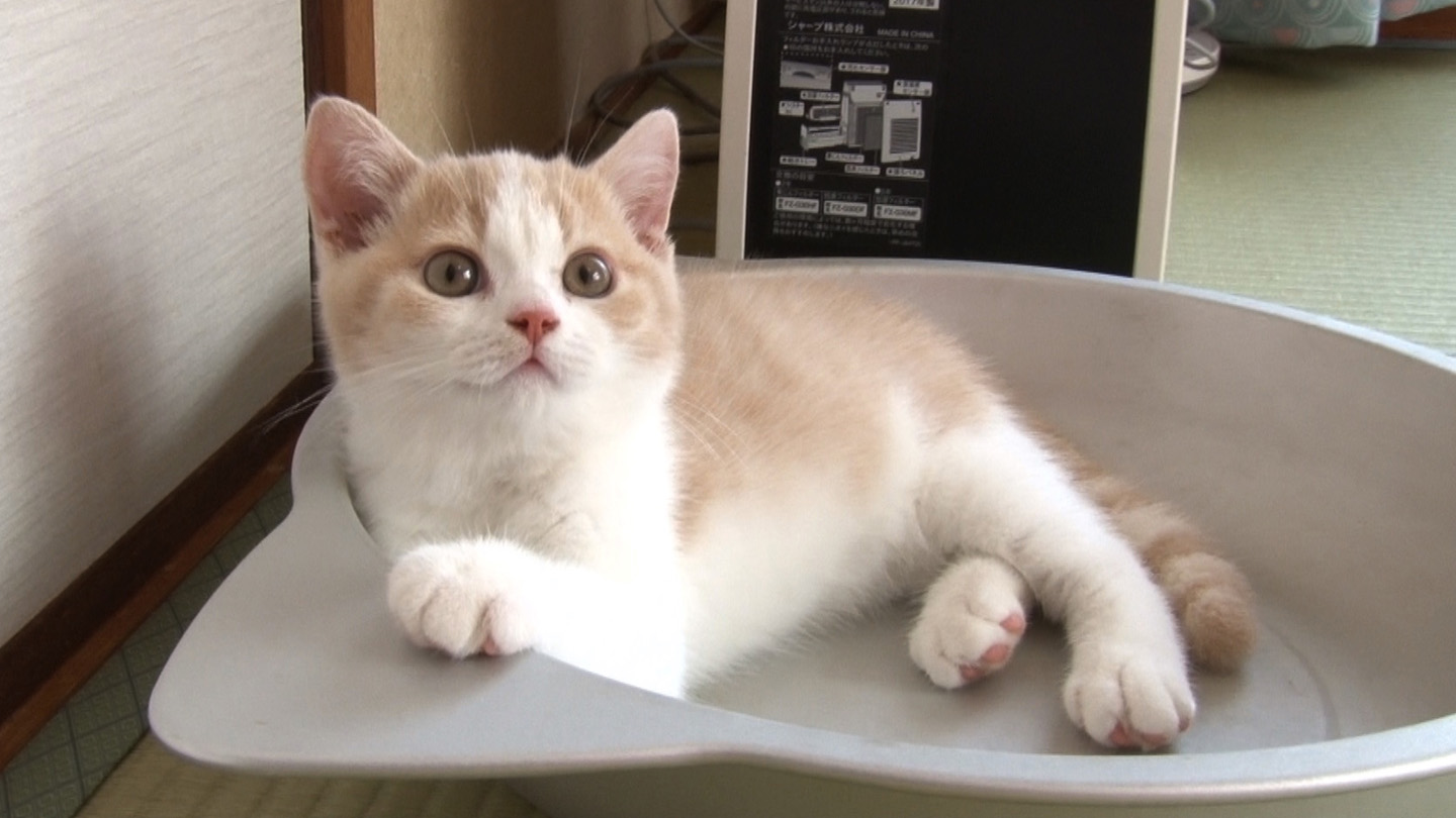 BS-TBS｜子猫＆人気猫88匹大集合！ねこ自慢SP