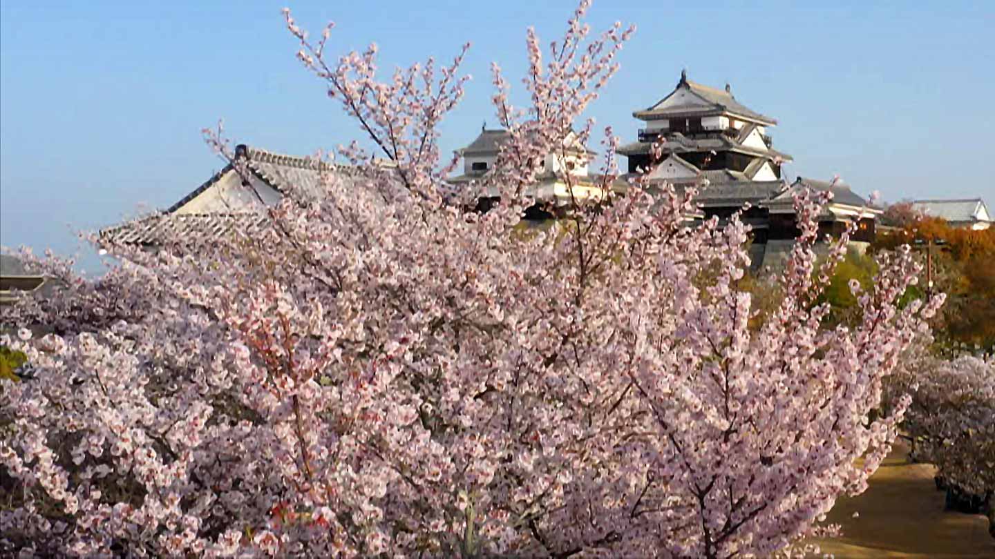 桜満開 BS-TBS｜にっぽん列島 桜満開スペシャル