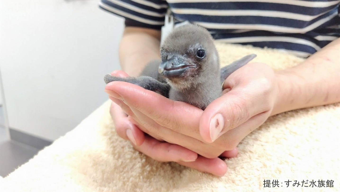 BS-TBS｜日本全国 集まれ！どうぶつの赤ちゃん