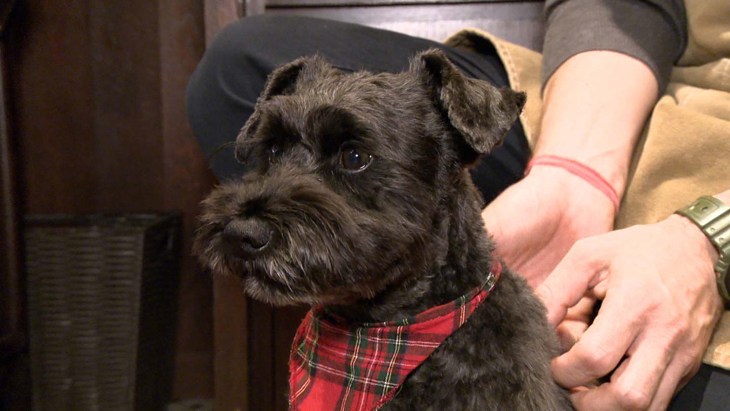 いぬじかん」2025年12月13日（土）の放送内容：いぬじかん ねこ自慢