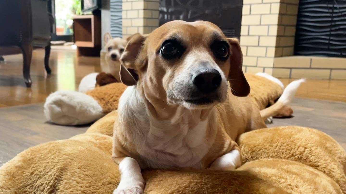 いぬじかん」2025年12月20日（土）の放送内容：いぬじかん ねこ自慢