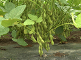 ナカムラ農産 新潟枝豆