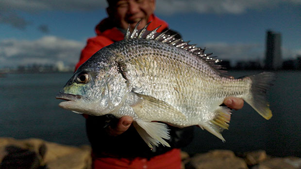 #630 関西の大河に投げ釣りで挑む　水面に舞う銀光のキチヌ