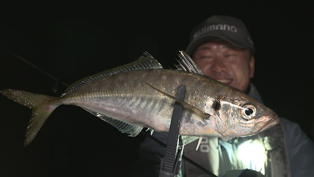 #432 聖地で尺アジに挑戦!長崎県壱岐のアジング