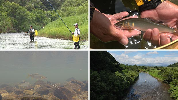 #501 美しき天然遡上鮎に歓喜!北海道厚沢部川の友釣り