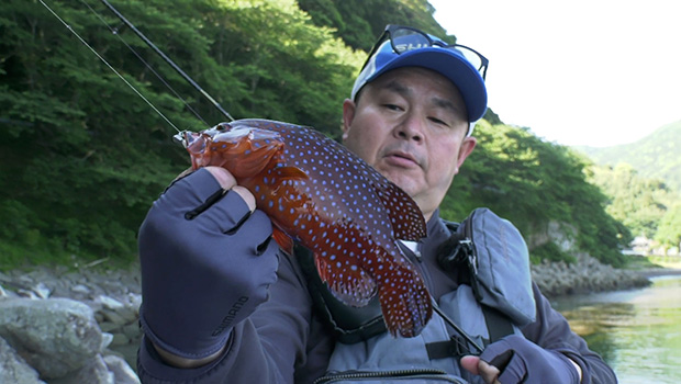 #593 ライトソルトゲームで根魚連発！エキスパートが地元伊豆半島を満喫